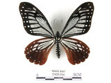 中文名:斑鳳蝶(2909-754)學名:Chilasa agestor(Fruhstorfer) subsp. matsunurae(2909-754)