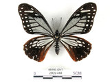 中文名:斑鳳蝶(2909-444)學名:Chilasa agestor(Fruhstorfer) subsp. matsunurae(2909-444)