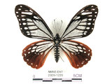 中文名:斑鳳蝶(2909-1228)學名:Chilasa agestor(Fruhstorfer) subsp. matsunurae(2909-1228)