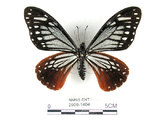 中文名:斑鳳蝶(2909-1404)學名:Chilasa agestor(Fruhstorfer) subsp. matsunurae(2909-1404)