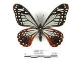 中文名:斑鳳蝶(2909-426)學名:Chilasa agestor(Fruhstorfer) subsp. matsunurae(2909-426)