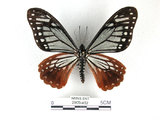 中文名:斑鳳蝶(2909-452)學名:Chilasa agestor(Fruhstorfer) subsp. matsunurae(2909-452)