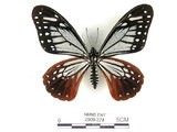 中文名:斑鳳蝶(2909-278)學名:Chilasa agestor(Fruhstorfer) subsp. matsunurae(2909-278)