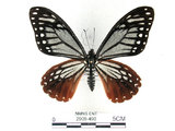 中文名:斑鳳蝶(2909-490)學名:Chilasa agestor(Fruhstorfer) subsp. matsunurae(2909-490)