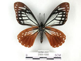 中文名:斑鳳蝶(2909-1655)學名:Chilasa agestor(Fruhstorfer) subsp. matsunurae(2909-1655)