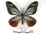 中文名:斑鳳蝶(2909-1655)學名:Chilasa agestor(Fruhstorfer) subsp. matsunurae(2909-1655)