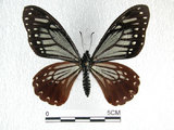 中文名:斑鳳蝶(2909-500)學名:Chilasa agestor(Fruhstorfer) subsp. matsunurae(2909-500)