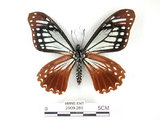 中文名:斑鳳蝶(2909-285)學名:Chilasa agestor(Fruhstorfer) subsp. matsunurae(2909-285)