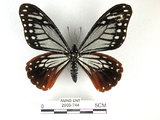 中文名:斑鳳蝶(2909-744)學名:Chilasa agestor(Fruhstorfer) subsp. matsunurae(2909-744)