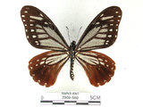 中文名:斑鳳蝶(2909-580)學名:Chilasa agestor(Fruhstorfer) subsp. matsunurae(2909-580)