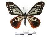 中文名:斑鳳蝶(2909-1622)學名:Chilasa agestor(Fruhstorfer) subsp. matsunurae(2909-1622)