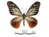 中文名:斑鳳蝶(2909-281)學名:Chilasa agestor(Fruhstorfer) subsp. matsunurae(2909-281)