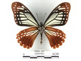 中文名:斑鳳蝶(2909-681)學名:Chilasa agestor(Fruhstorfer) subsp. matsunurae(2909-681)