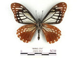中文名:斑鳳蝶(2909-352)學名:Chilasa agestor(Fruhstorfer) subsp. matsunurae(2909-352)