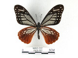中文名:斑鳳蝶(2909-993)學名:Chilasa agestor(Fruhstorfer) subsp. matsunurae(2909-993)