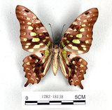 學名:Graphium agamemnon(Linnaeus)(1282-18138)