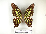 學名:Graphium agamemnon(Linnaeus)(1282-18138)