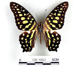 學名:Graphium agamemnon(Linnaeus)(1282-18351)