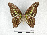 中文名:翠斑青鳳蝶(2667-3039)學名:Graphium agamemnon(Linnaeus)(2667-3039)