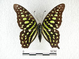 中文名:翠斑青鳳蝶(2667-3039)學名:Graphium agamemnon(Linnaeus)(2667-3039)