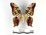 學名:Graphium agamemnon(Linnaeus)(2909-308)