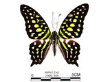 學名:Graphium agamemnon(Linnaeus)(2909-308)