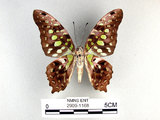 學名:Graphium agamemnon(Linnaeus)(2909-1168)