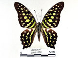 學名:Graphium agamemnon(Linnaeus)(2909-1168)