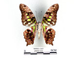 學名:Graphium agamemnon(Linnaeus)(2909-948)