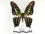 學名:Graphium agamemnon(Linnaeus)(2909-948)