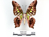 學名:Graphium agamemnon(Linnaeus)(2909-590)