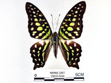 學名:Graphium agamemnon(Linnaeus)(2909-590)