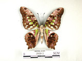 學名:Graphium agamemnon(Linnaeus)(2909-3)