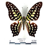 學名:Graphium agamemnon(Linnaeus)(2909-3)