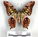 學名:Graphium agamemnon(Linnaeus)(2909-1527)