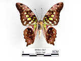 學名:Graphium agamemnon(Linnaeus)(2909-746)