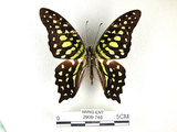 學名:Graphium agamemnon(Linnaeus)(2909-746)