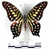 學名:Graphium agamemnon(Linnaeus)(2909-1717)