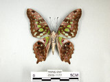 學名:Graphium agamemnon(Linnaeus)(2909-1177)