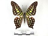 學名:Graphium agamemnon(Linnaeus)(2909-1177)