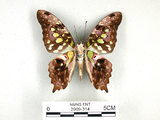 學名:Graphium agamemnon(Linnaeus)(2909-314)