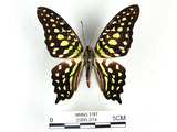 學名:Graphium agamemnon(Linnaeus)(2909-314)