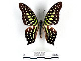 學名:Graphium agamemnon(Linnaeus)(2909-1061)