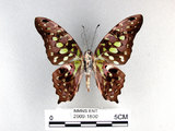 學名:Graphium agamemnon(Linnaeus)(2909-1800)