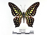 學名:Graphium agamemnon(Linnaeus)(2909-1800)