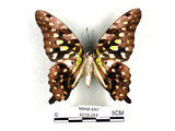 中文名:翠斑青鳳蝶(4219-251)學名:Graphium agamemnon(Linnaeus)(4219-251)