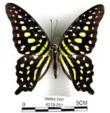 中文名:翠斑青鳳蝶(4219-251)學名:Graphium agamemnon(Linnaeus)(4219-251)