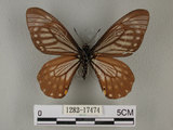中文名:黃星鳳蝶(1282-17474)學名:Chilasa epycides(Ney) subsp. melanolencus(1282-17474)