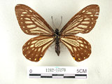 中文名:黃星鳳蝶(1282-17270)學名:Chilasa epycides(Ney) subsp. melanolencus(1282-17270)