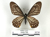 中文名:黃星鳳蝶(2909-755)學名:Chilasa epycides(Ney) subsp. melanolencus(2909-755)